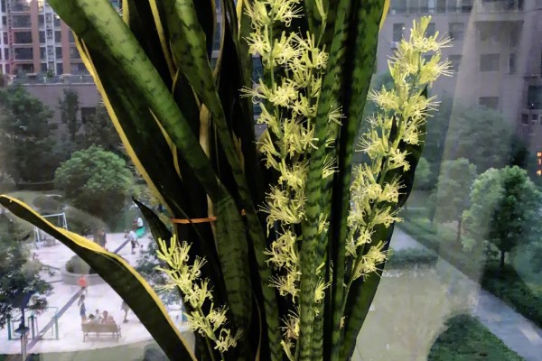 虎皮兰的开花时间，每年开放一次花期多为11-12月份
