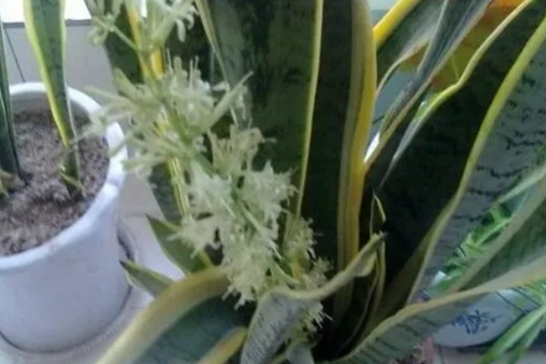 虎皮兰的开花时间，每年开放一次花期多为11-12月份