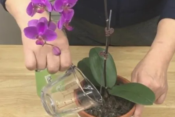 蝴蝶兰根烂了还能不能活，处理得好还是可以继续存活的