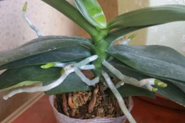 蝴蝶兰根烂了还能不能活，处理得好还是可以继续存活的