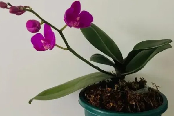 蝴蝶兰根烂了还能不能活，处理得好还是可以继续存活的