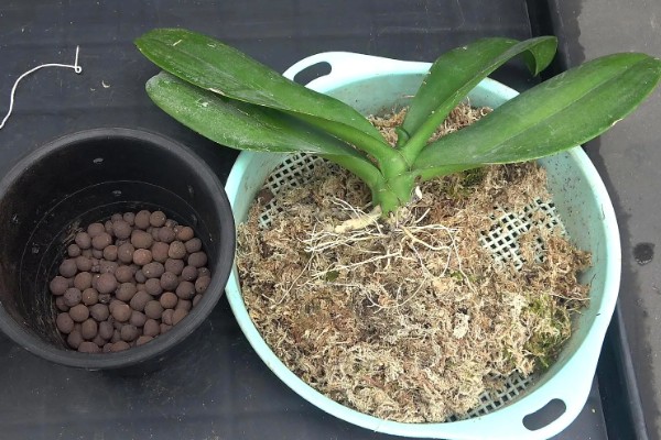 蝴蝶兰根烂了还能不能活，处理得好还是可以继续存活的