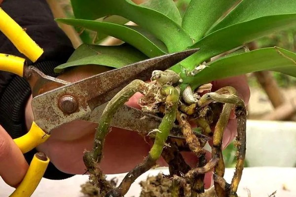 蝴蝶兰根烂了还能不能活，处理得好还是可以继续存活的