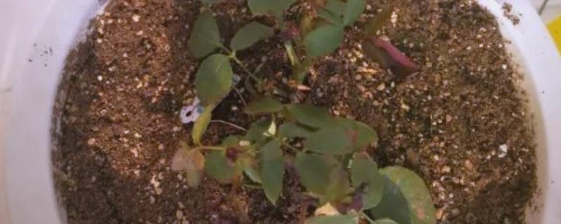 月季花冬天可以栽活吗，月季在冬季可以栽活