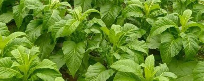如何种植烟草，每亩地栽种1000-1300株左右