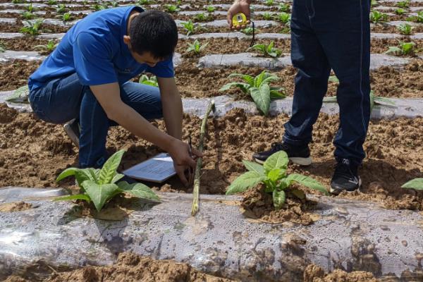 如何种植烟草，每亩地栽种1000-1300株左右