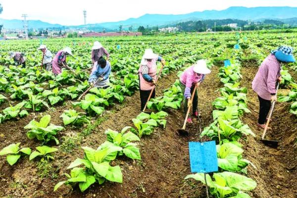如何种植烟草，每亩地栽种1000-1300株左右
