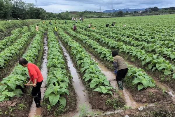 如何种植烟草，每亩地栽种1000-1300株左右