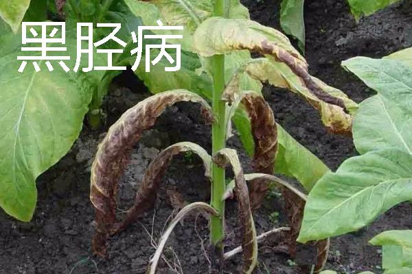 如何种植烟草，每亩地栽种1000-1300株左右