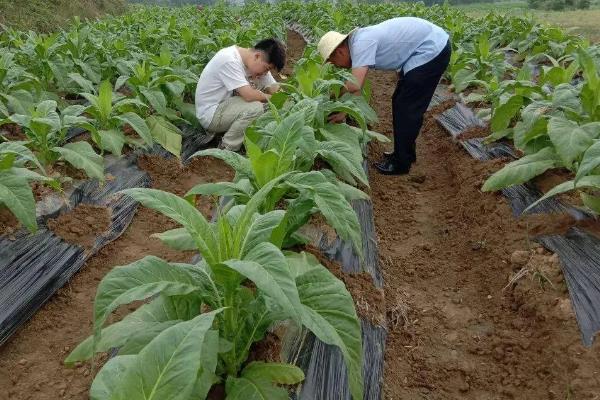 如何种植烟草，每亩地栽种1000-1300株左右