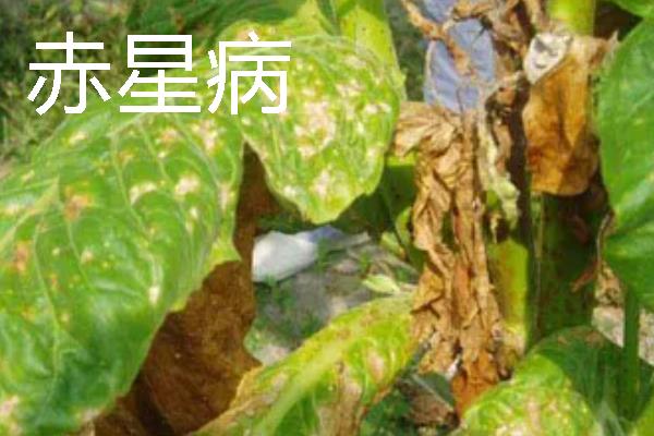 如何种植烟草，每亩地栽种1000-1300株左右