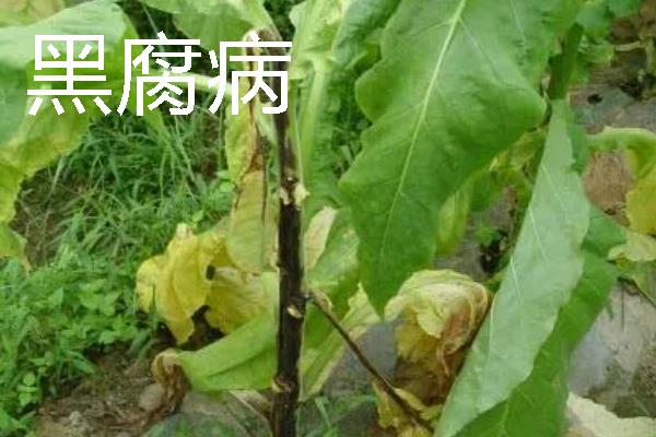 如何种植烟草，每亩地栽种1000-1300株左右