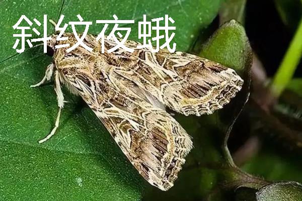 如何种植烟草，每亩地栽种1000-1300株左右