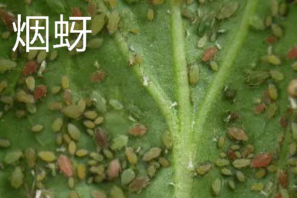 如何种植烟草，每亩地栽种1000-1300株左右