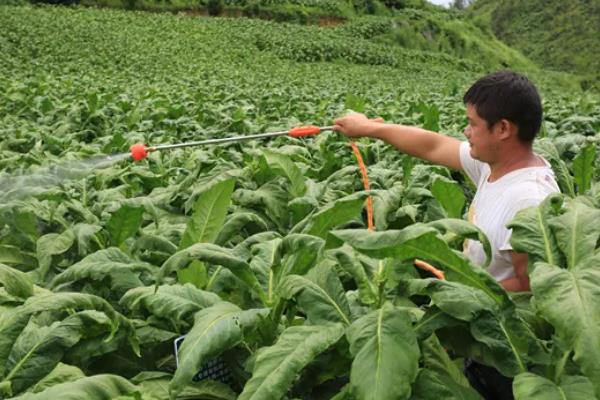 如何种植烟草，每亩地栽种1000-1300株左右