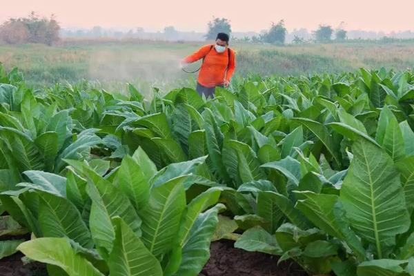 如何种植烟草，每亩地栽种1000-1300株左右