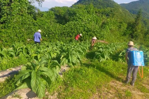 如何种植烟草，每亩地栽种1000-1300株左右