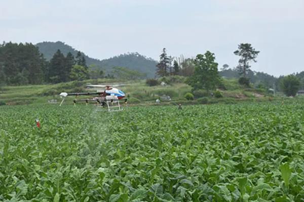 如何种植烟草，每亩地栽种1000-1300株左右