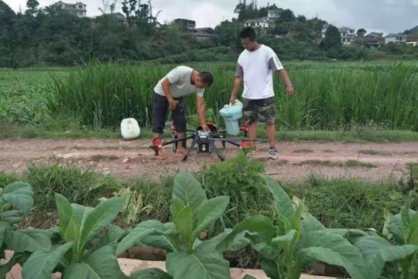 如何种植烟草，每亩地栽种1000-1300株左右