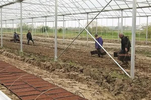 如何种植烟草，每亩地栽种1000-1300株左右