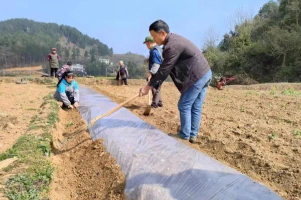 如何种植烟草，每亩地栽种1000-1300株左右