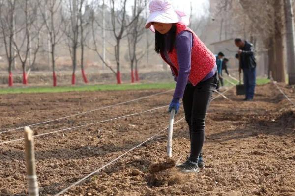 如何种植烟草，每亩地栽种1000-1300株左右