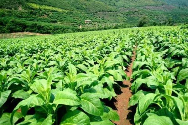 如何种植烟草，每亩地栽种1000-1300株左右