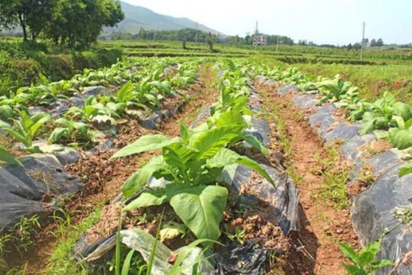 如何种植烟草，每亩地栽种1000-1300株左右