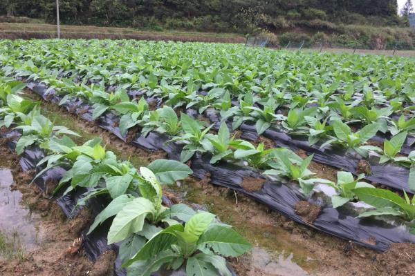 如何种植烟草，每亩地栽种1000-1300株左右