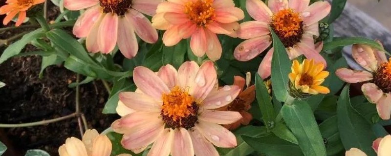 百日草开花多久会凋谢，四个月后开始凋谢