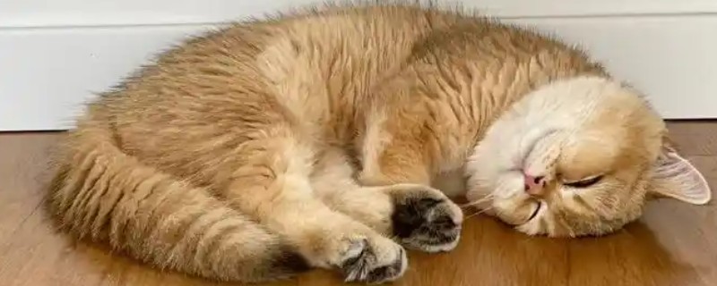 怎样给猫咪喂药，可直接用手给猫咪喂药