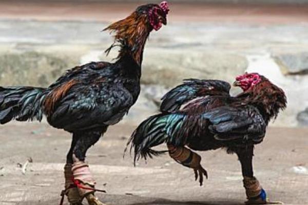 漳州斗鸡简介，其外貌与鸟有些相似
