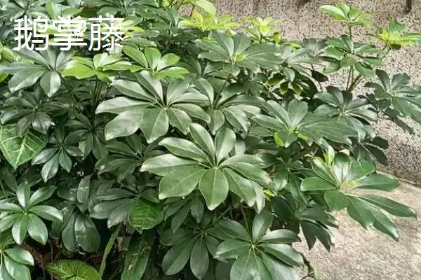 哪些植物不畏严寒，常见红豆杉、鹅掌藤等品种