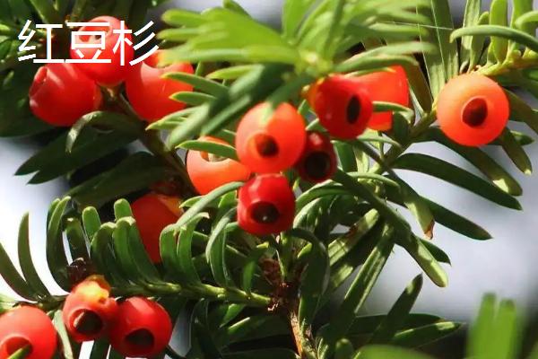 哪些植物不畏严寒，常见红豆杉、鹅掌藤等品种