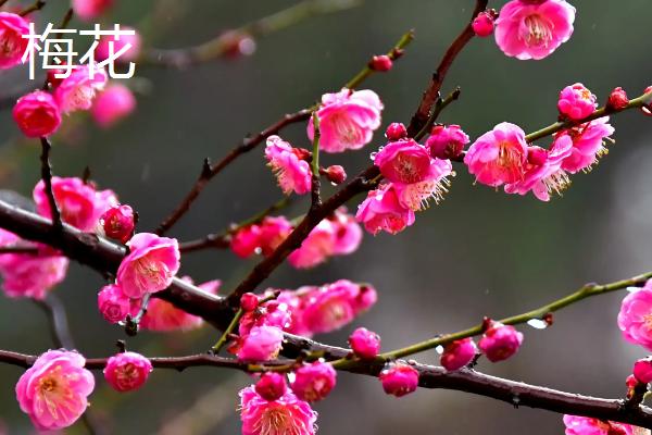 哪些植物不畏严寒，常见红豆杉、鹅掌藤等品种
