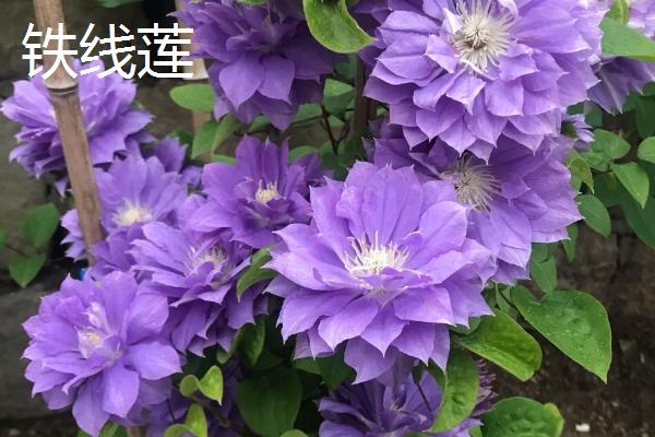 哪些植物不畏严寒，常见红豆杉、鹅掌藤等品种