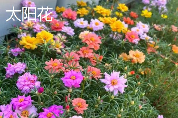 哪些植物不畏严寒，常见红豆杉、鹅掌藤等品种