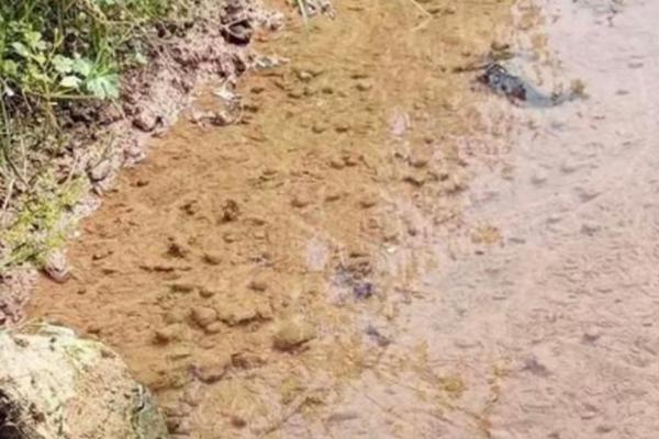 田螺吃什么，以水中浮游植物、幼嫩水生植物等为食