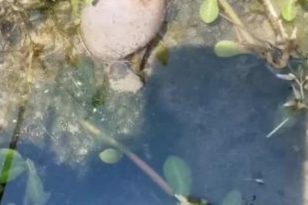田螺吃什么，以水中浮游植物、幼嫩水生植物等为食