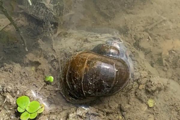 田螺吃什么，以水中浮游植物、幼嫩水生植物等为食
