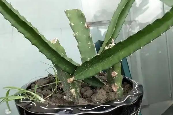 盆栽火龙果用什么肥料，常以氮肥为主