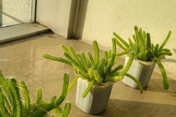 盆栽火龙果用什么肥料，常以氮肥为主