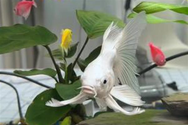 蝴蝶鲤如何饲养，每天只需投喂一次