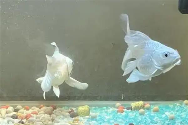 蝴蝶鲤如何饲养，每天只需投喂一次