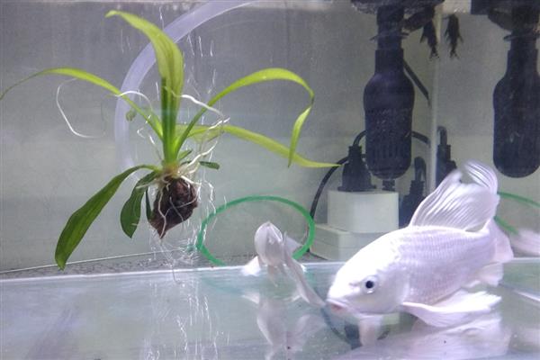 蝴蝶鲤如何饲养，每天只需投喂一次