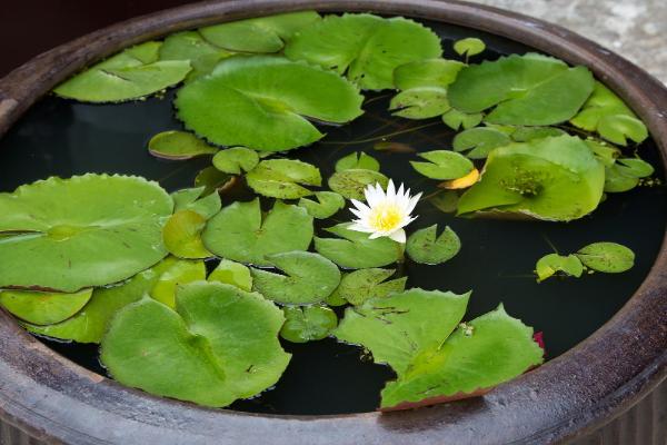 睡莲的养殖方法，适合生长在水质干净的环境中