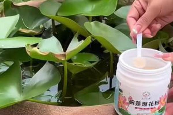 睡莲的养殖方法，适合生长在水质干净的环境中