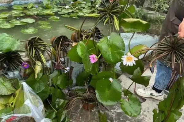睡莲的养殖方法，适合生长在水质干净的环境中