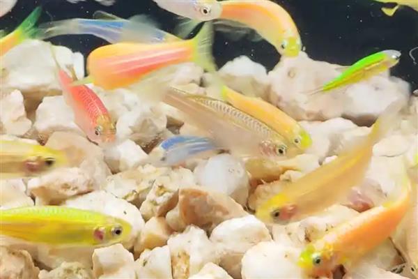 长鳍斑马鱼好不好养，容易饲养适合新手
