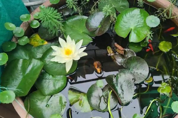 睡莲的养殖方法，适合生长在水质干净的环境中